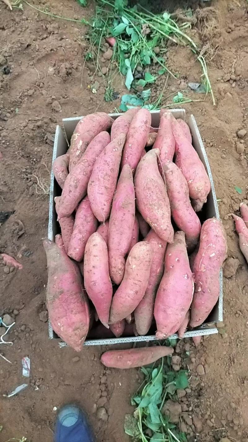 精品红薯西瓜红红薯商19货源充足量大从优欢迎咨询