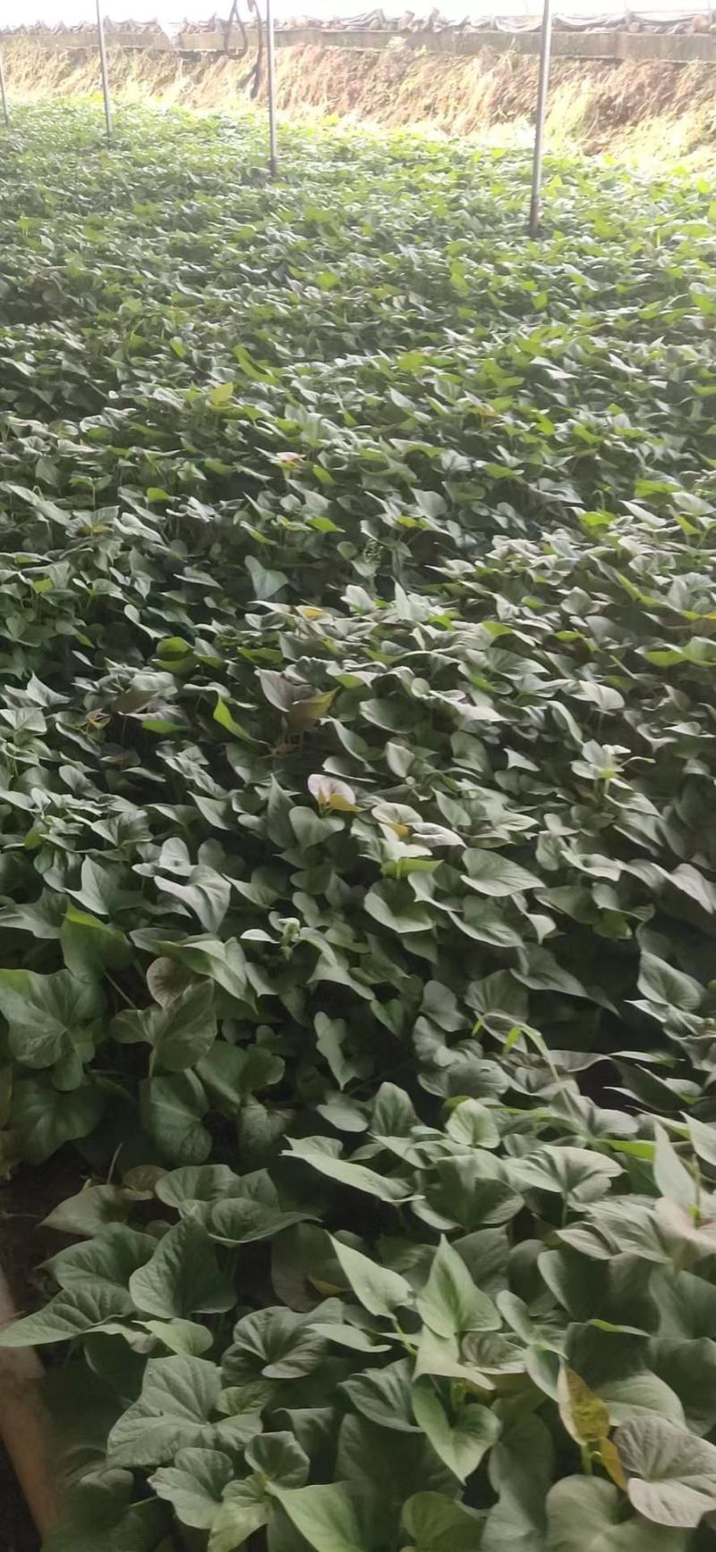 精品红薯西瓜红红薯商19货源充足量大从优欢迎咨询