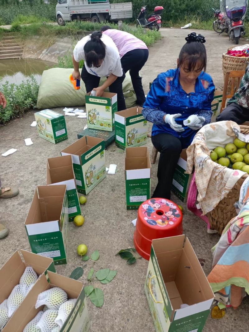 中国特产苍溪翠冠梨大量出货味道细腻皮薄肉嫩化渣