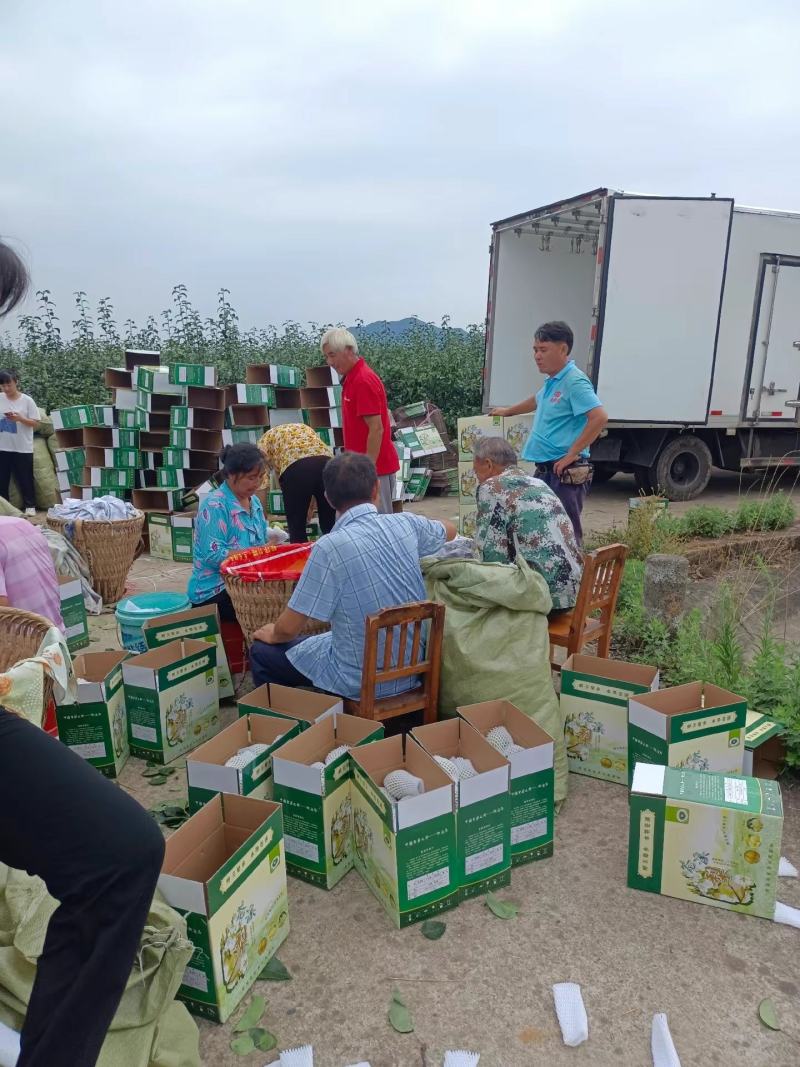 中国特产苍溪翠冠梨大量出货味道细腻皮薄肉嫩化渣
