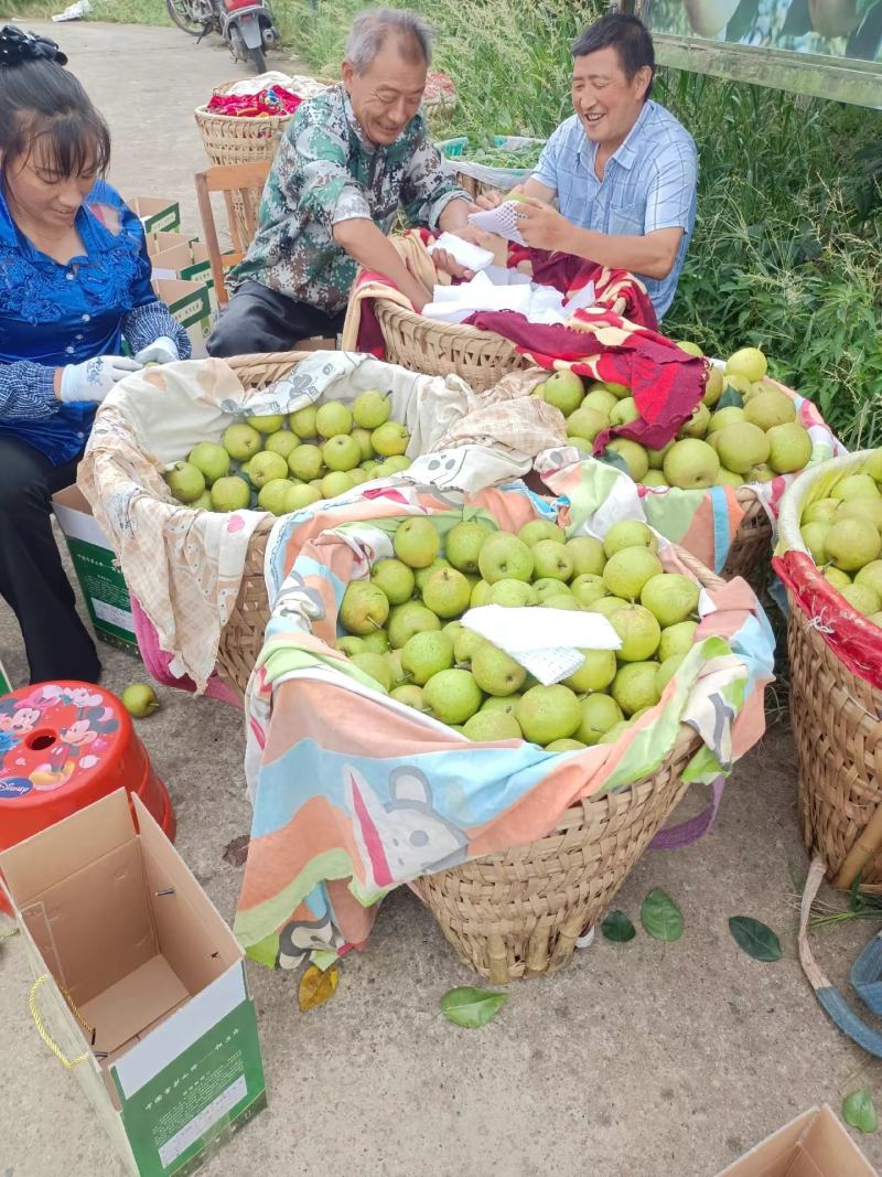 中国特产苍溪翠冠梨大量出货味道细腻皮薄肉嫩化渣
