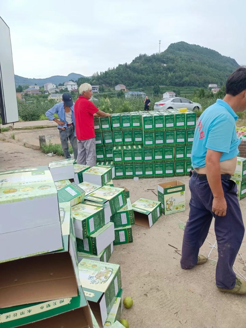 中国特产苍溪翠冠梨大量出货味道细腻皮薄肉嫩化渣