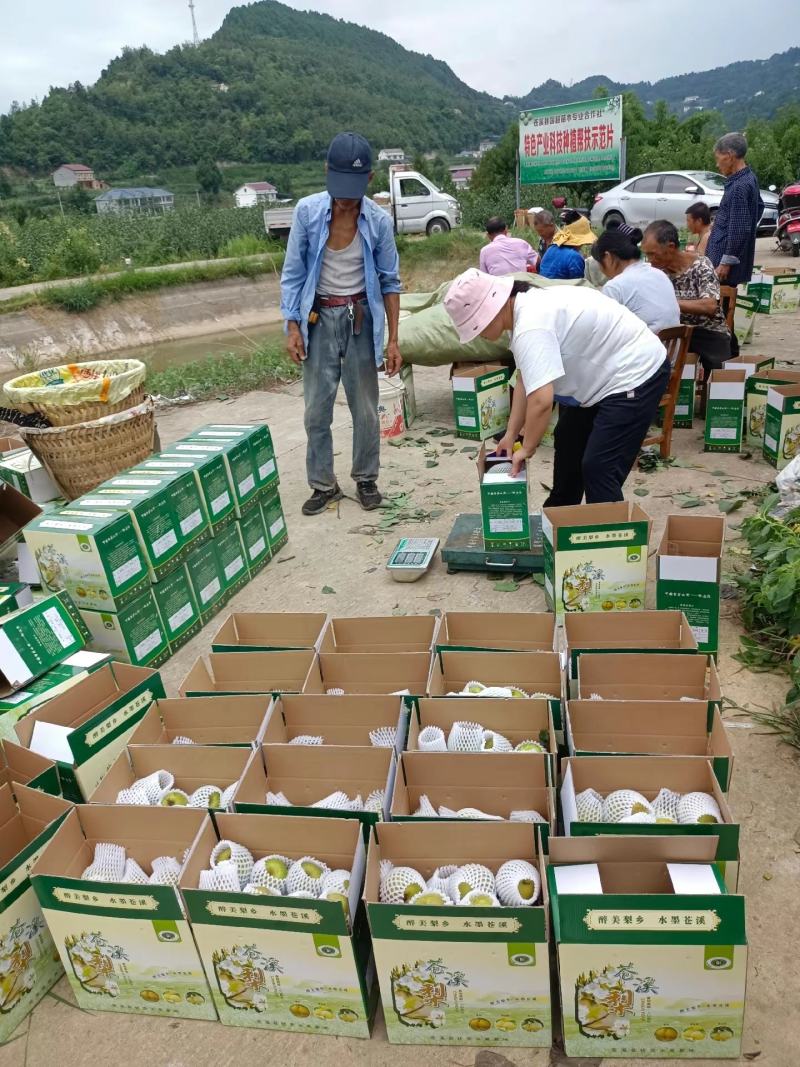 中国特产苍溪翠冠梨大量出货味道细腻皮薄肉嫩化渣