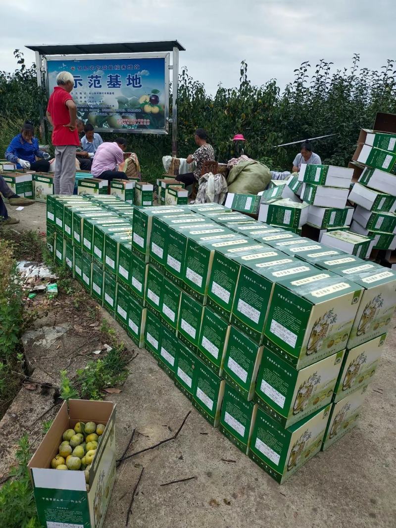 中国特产苍溪翠冠梨大量出货味道细腻皮薄肉嫩化渣