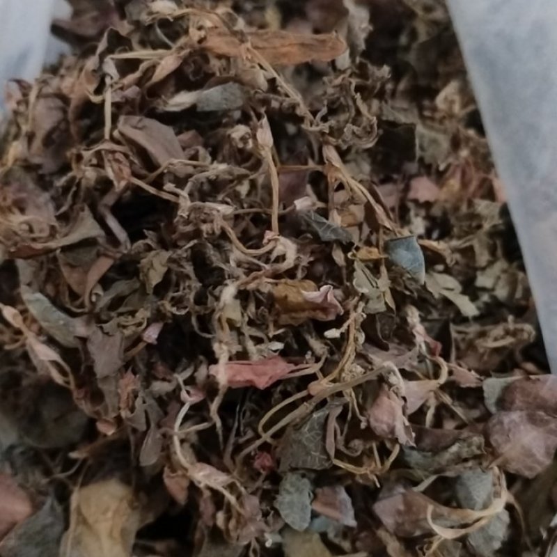野生金线莲批发欢迎选购