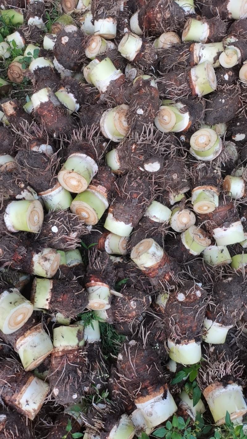 新芋头槟榔粉芋