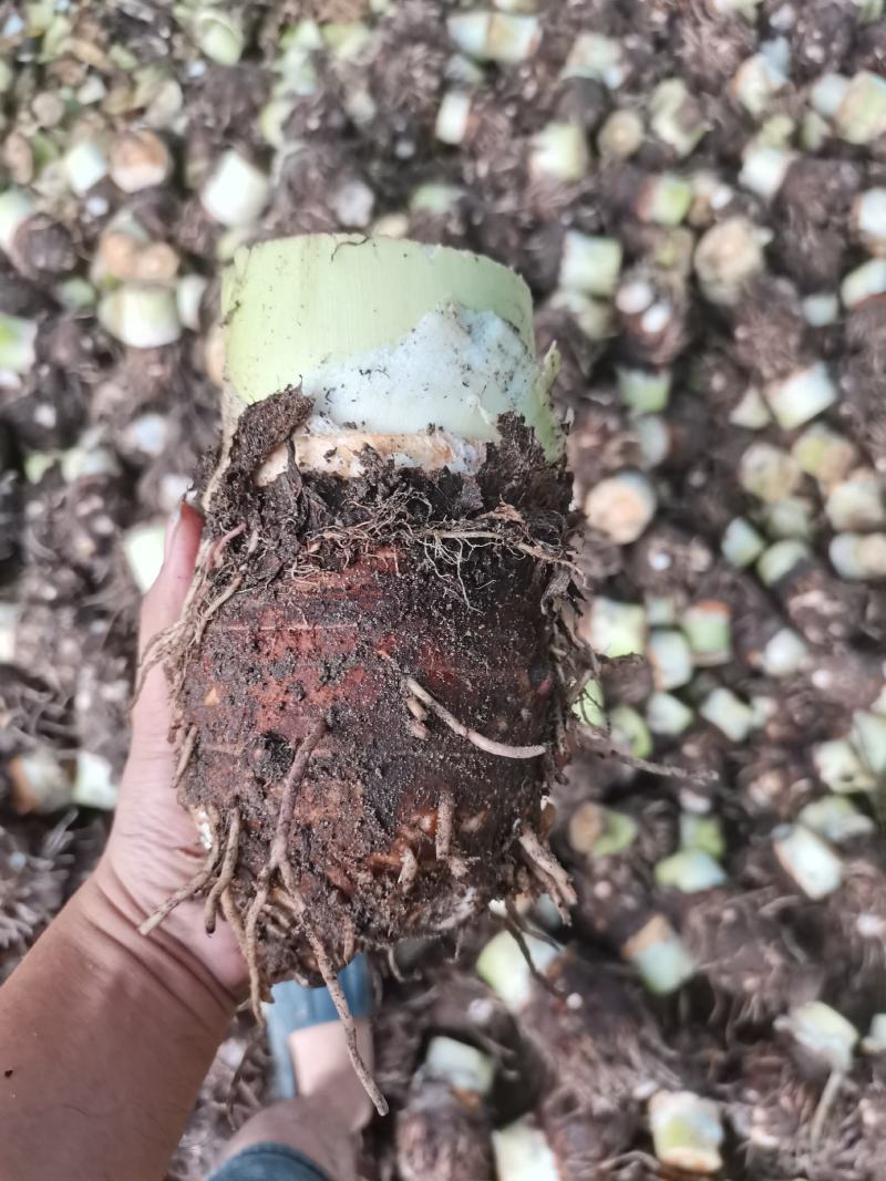 新芋头槟榔粉芋
