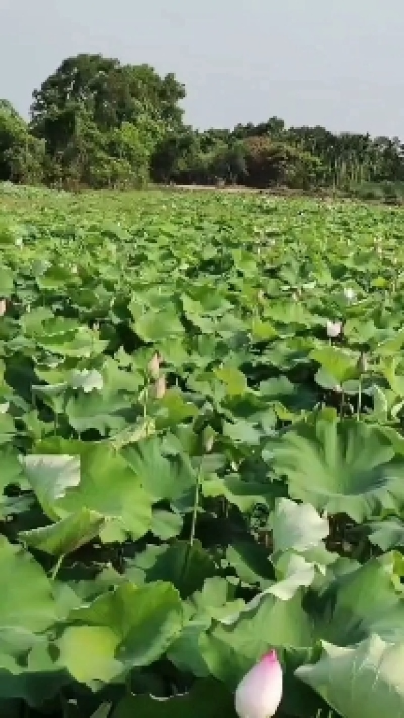 广东嫩莲蓬大量发货供应商源头基地直供青莲蓬