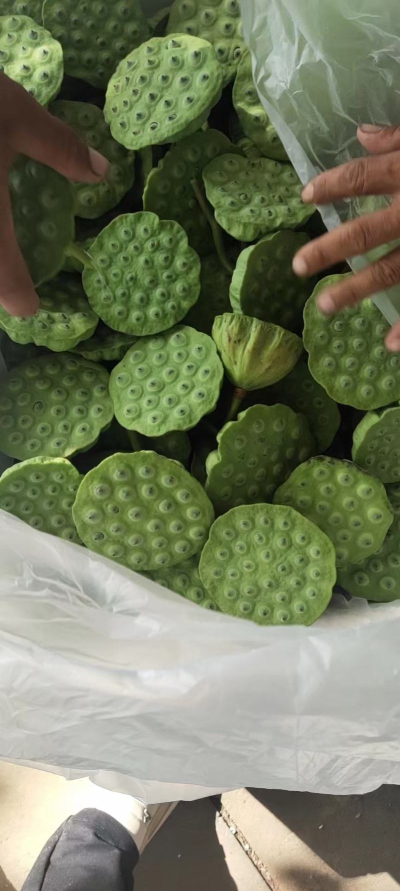 广东嫩莲蓬大量发货供应商源头基地直供青莲蓬