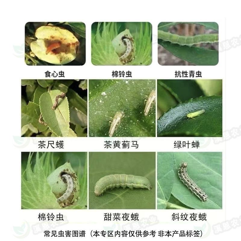 虫螨腈虱螨脲二合一杀虫杀蟎高效甜菜夜蛾青虫贪夜蛾虫卵双杀