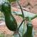 南瓜种子多能宝新育成口感型黑皮南瓜品种嫩瓜老瓜均好吃