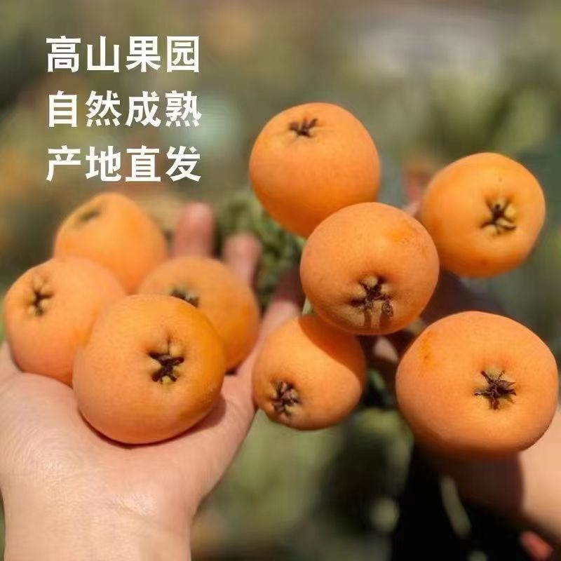 [强烈推荐]大五星枇杷四川汉源枇杷大量上市各种规格