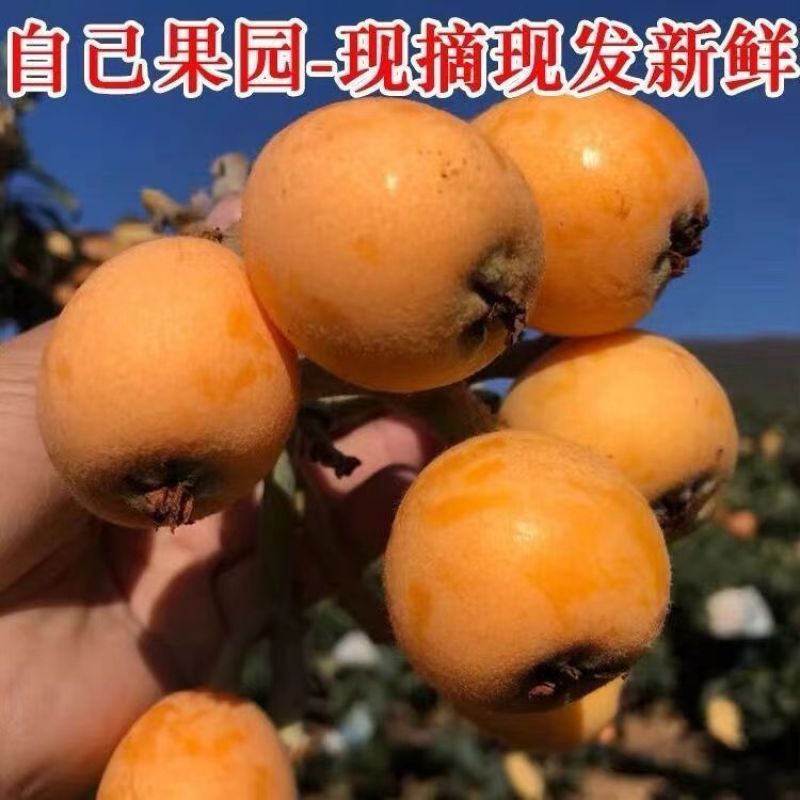 [强烈推荐]大五星枇杷四川汉源枇杷大量上市各种规格