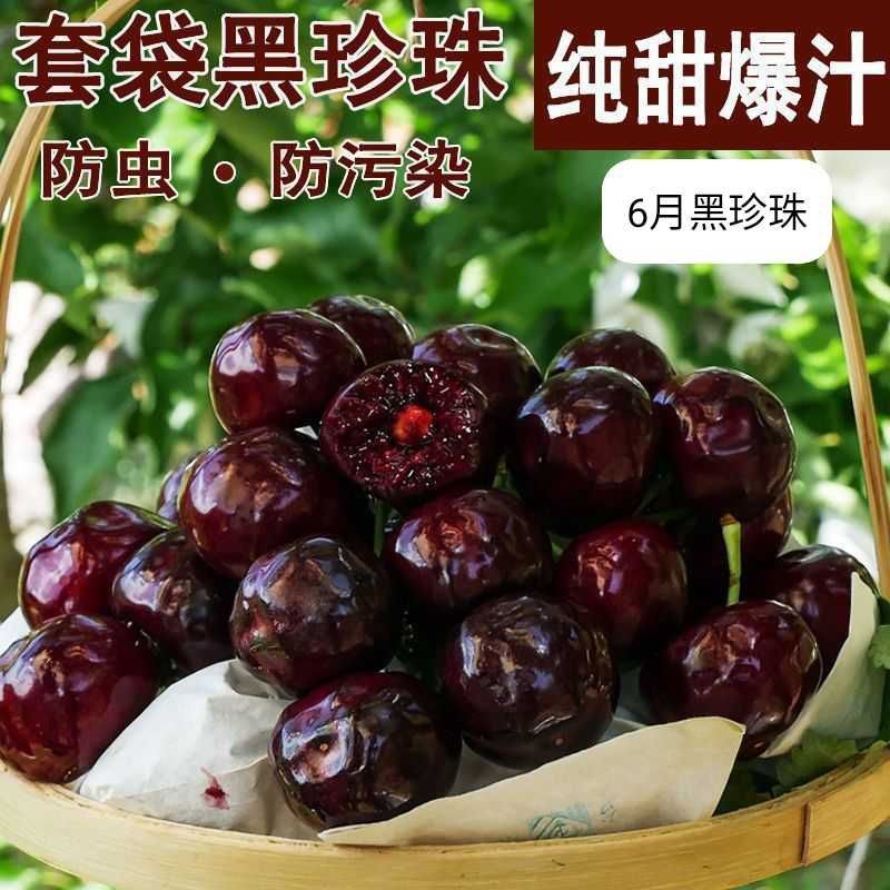 [精品车厘子]汉源黑珍珠樱桃大量上市各种规格欢迎来电