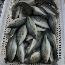 潮汕地区加州鲈鱼预售，自家养殖塘，预售有6万斤左右。