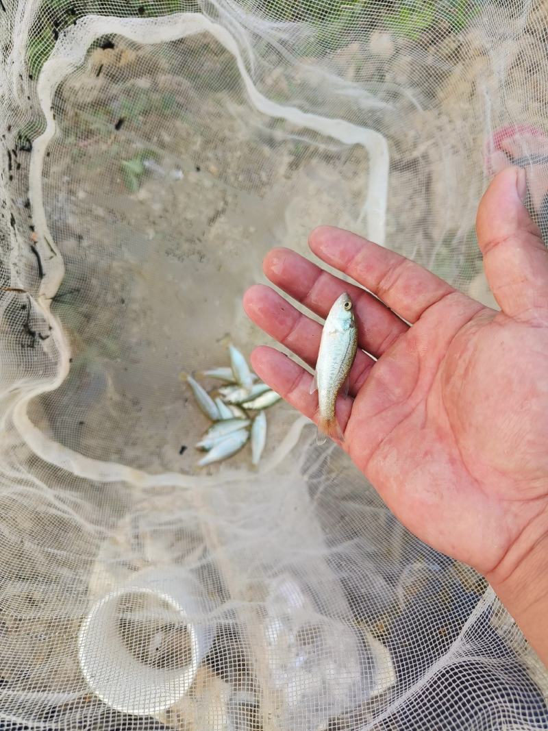 潮汕地区加州鲈鱼预售，自家养殖塘，预售有6万斤左右。