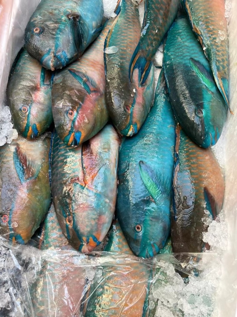 莺歌鱼青衣可刺身级别货源充足支持电商代发