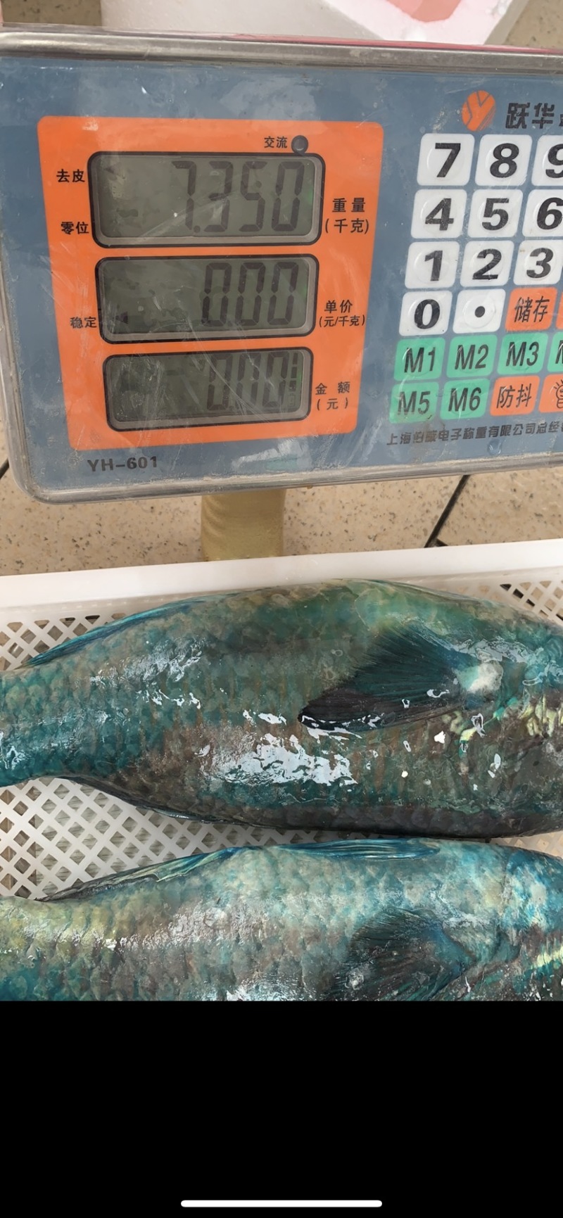 莺歌鱼青衣可刺身级别货源充足支持电商代发