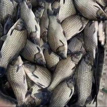 潮汕养殖鲫鱼60亩，现开始预售，价格低廉。