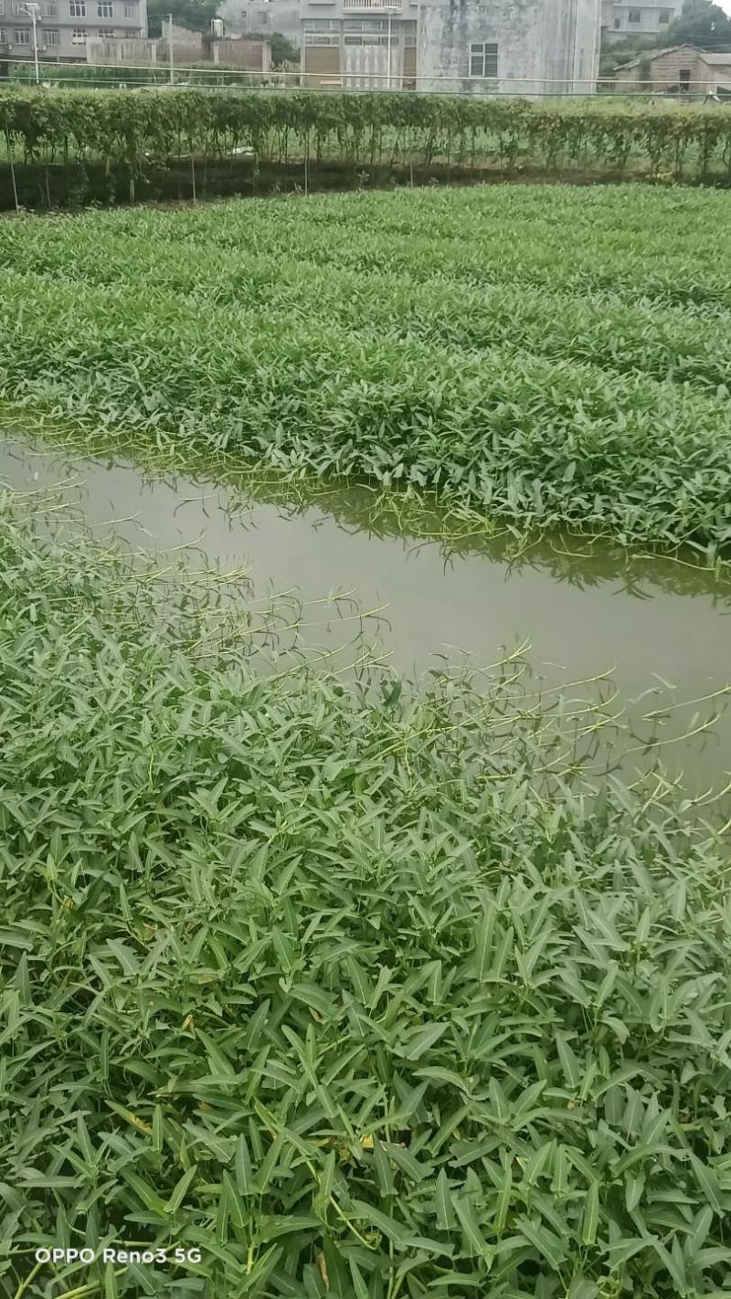 博白空心菜