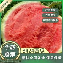 【热卖】8424西瓜，西瓜品种红米美都，现在出售大棚瓜