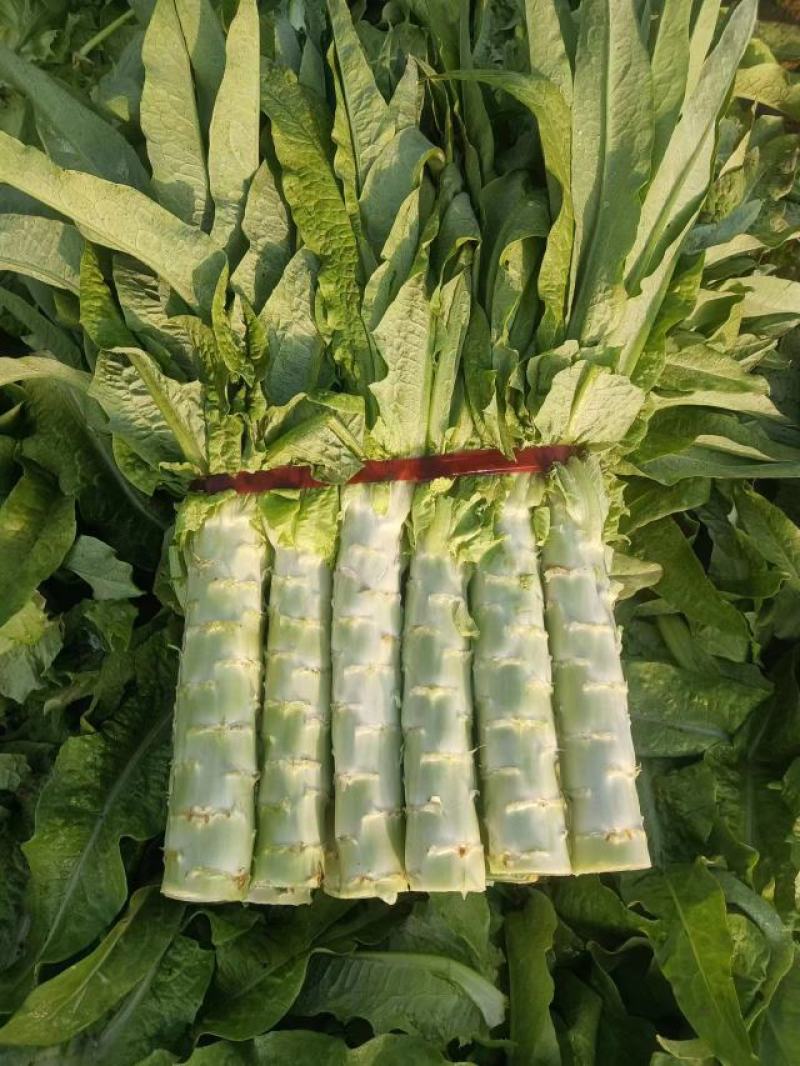 香河精品莴笋大量上市中
