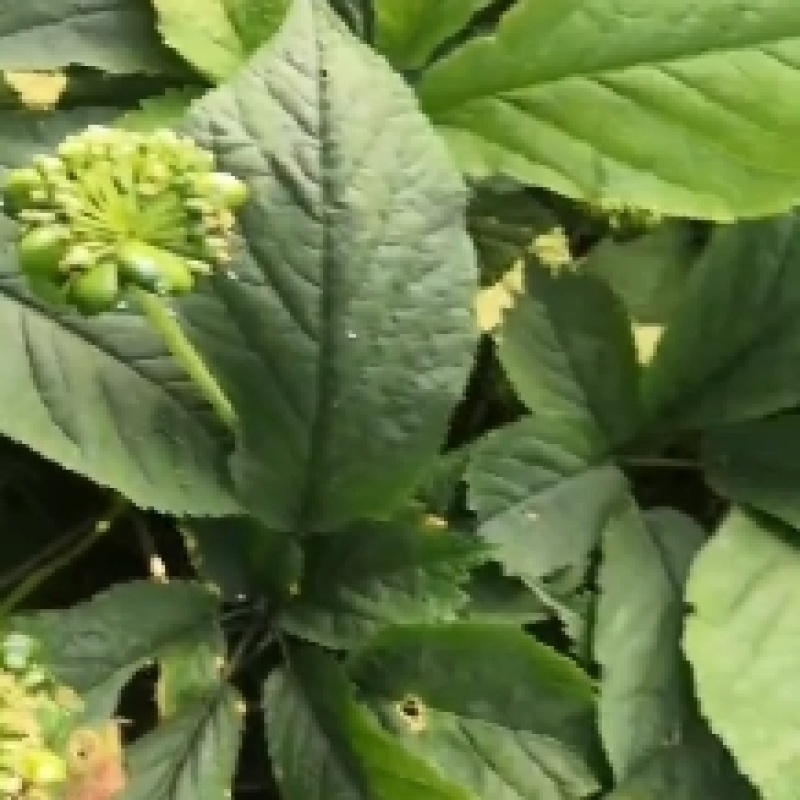 参中黄金西洋参花花旗参花自产自销包邮