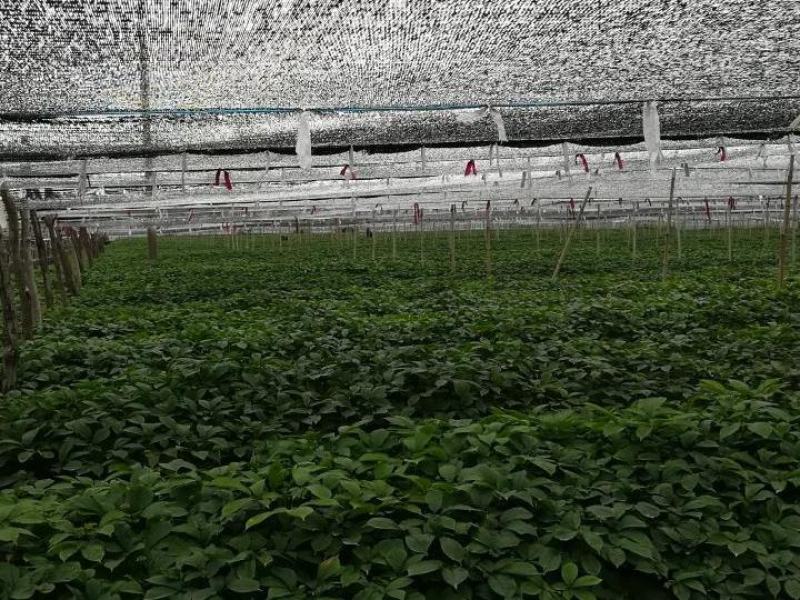 参中黄金西洋参花花旗参花自产自销包邮