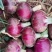 鑫福红皮洋葱中高圆型，规模种植，一手货源按需分捡质量保证