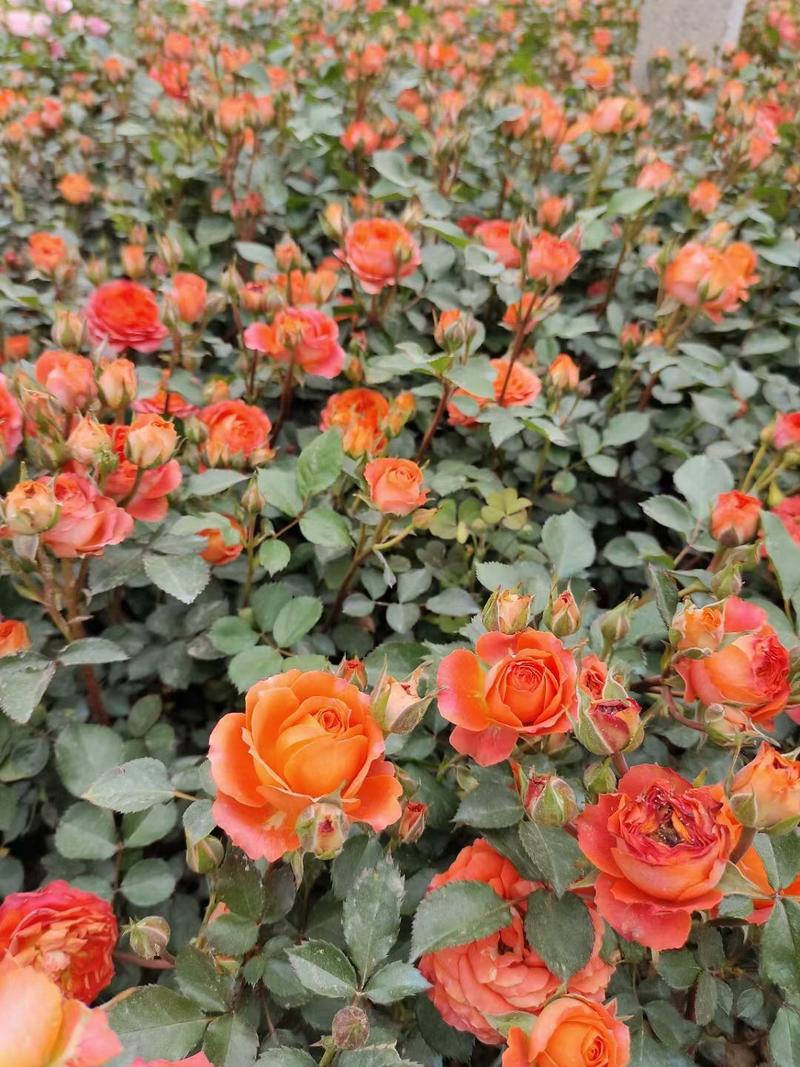 玫瑰微型五彩斑斓室内外观赏绿化工程景观伟荣花卉