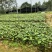 土茯苓苗白肉土茯苓种苗中药材育苗基地100多亩