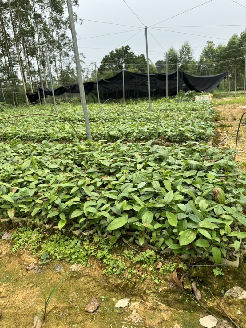 土茯苓苗白肉土茯苓种苗中药材育苗基地100多亩