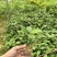 土茯苓苗白肉土茯苓种苗中药材育苗基地100多亩
