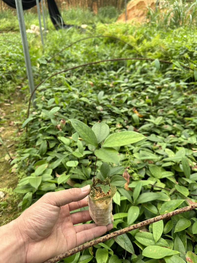 土茯苓苗白肉土茯苓种苗中药材育苗基地100多亩