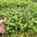 土茯苓苗白肉土茯苓种苗中药材育苗基地100多亩