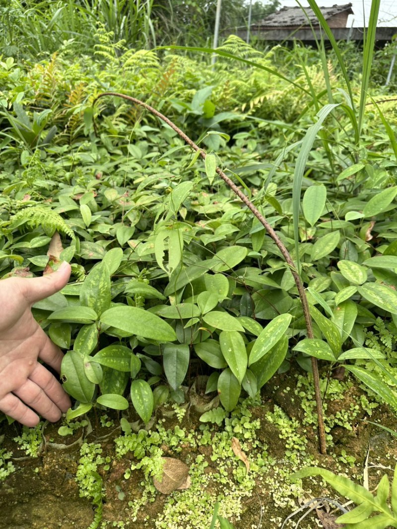 土茯苓苗白肉土茯苓种苗中药材育苗基地100多亩