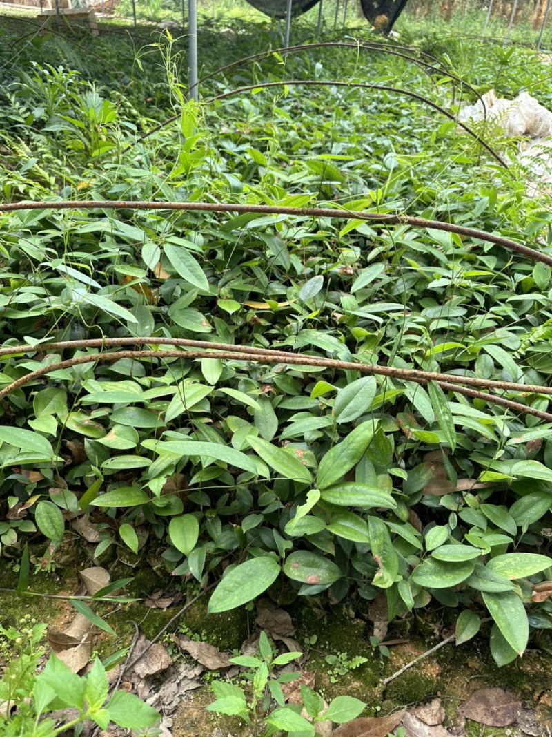 土茯苓苗白肉土茯苓种苗中药材育苗基地100多亩