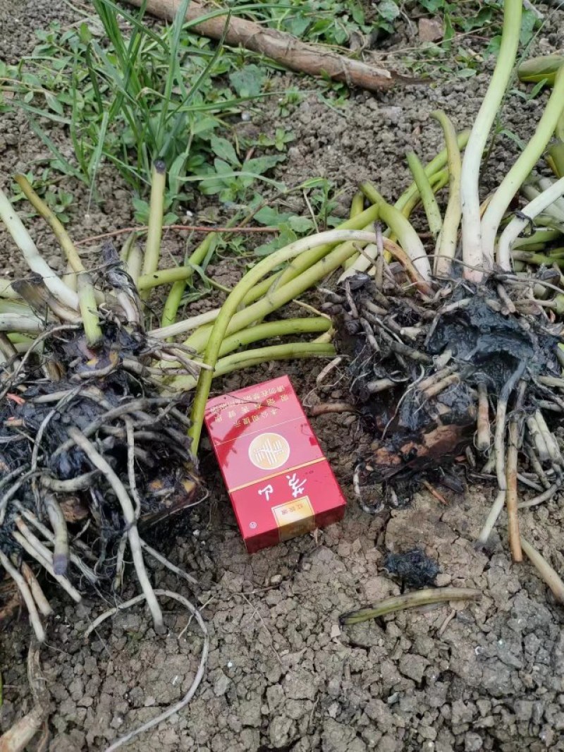 睡莲工程苗