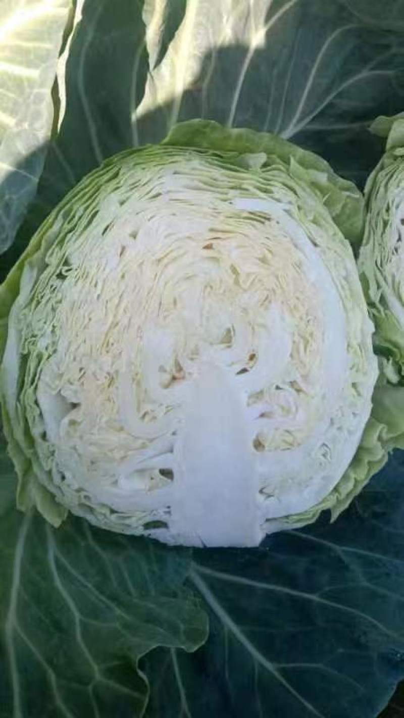 甘蓝