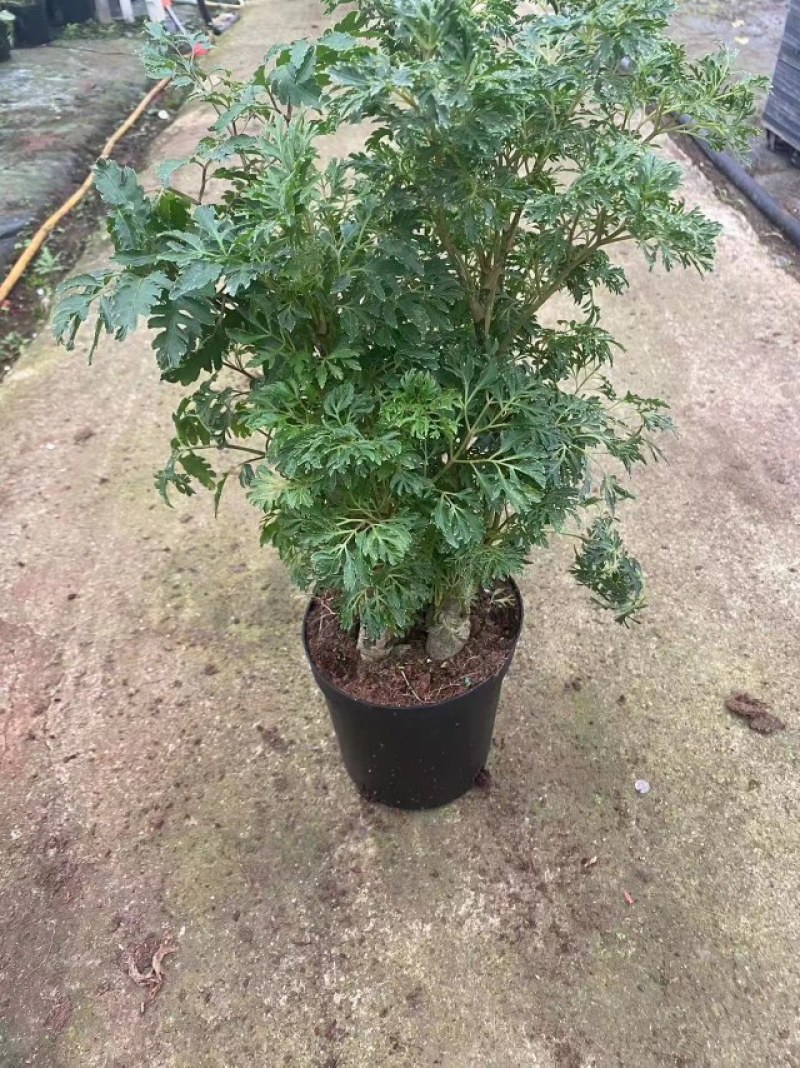 细叶福禄桐
