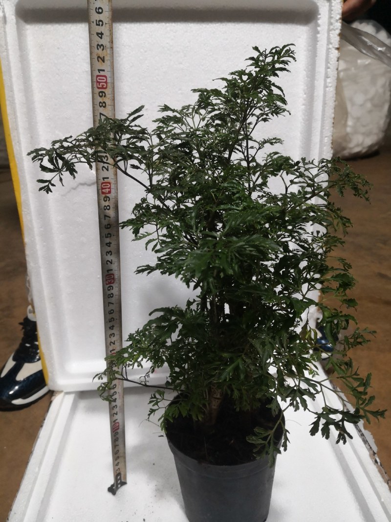 细叶福禄桐