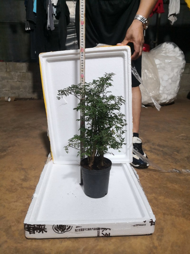 细叶福禄桐