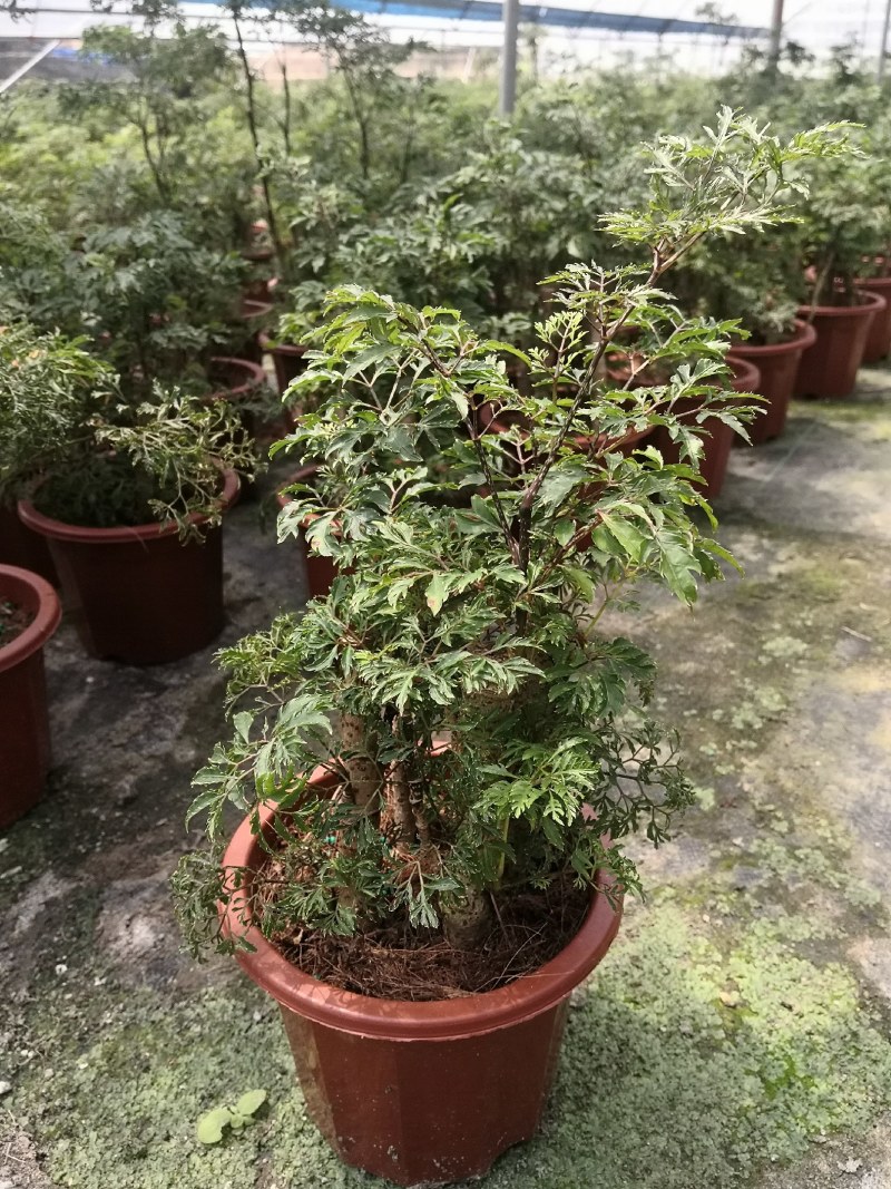 细叶福禄桐