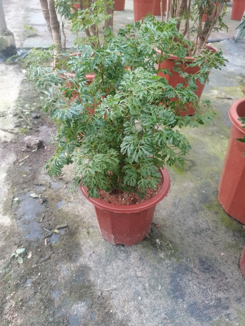 细叶福禄桐