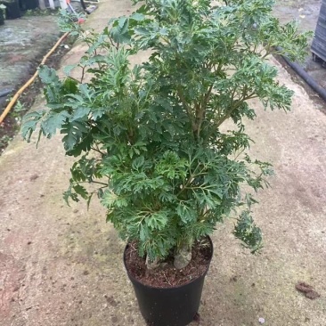 细叶福禄桐