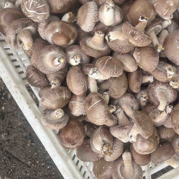 优质白面菇，808菇型好，包度好，价格便宜需要老板联系。