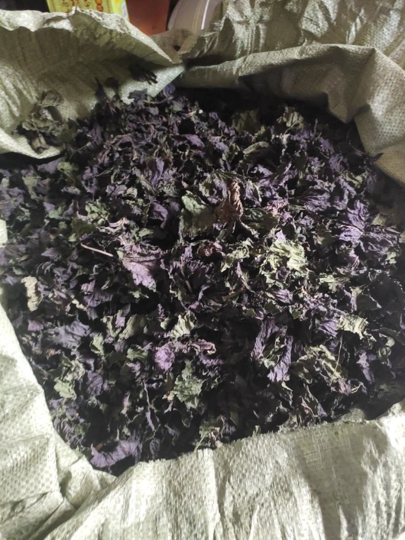 中药紫苏叶，