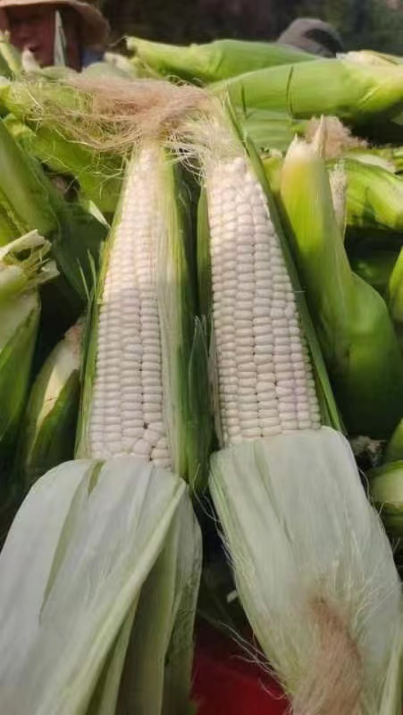 四川攀枝花精品白糯玉米大量有货，