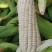四川攀枝花精品白糯玉米大量有货，