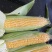 四川攀枝花精品白糯玉米大量有货，